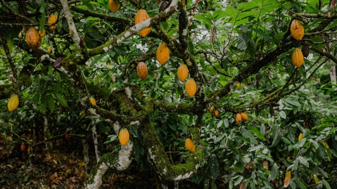 Estudo inédito mostra estoque de carbono no cacau cabruca e dados podem ajudar a estruturar pagamento por serviço ambiental