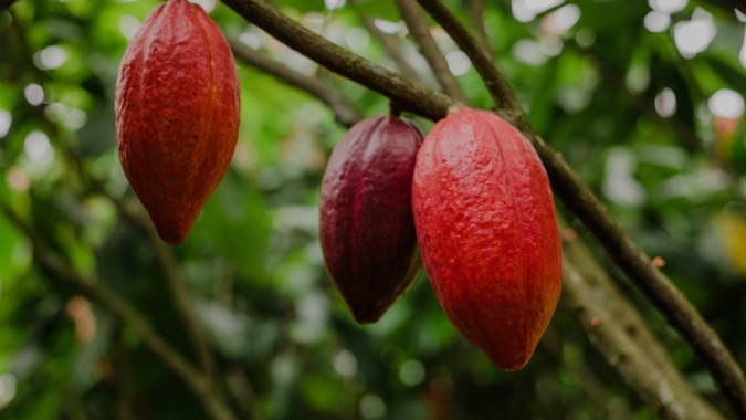 Produtores de Cacau em Gana Ameaçam Bloquear Acesso do COCOBOD em Protesto Contra Preço ao Produtor