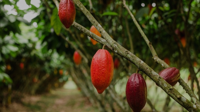 Crise do cacau se agrava no mundo e acende alerta: chocolate pode virar artigo de luxo ou desaparecer até 2050 ?