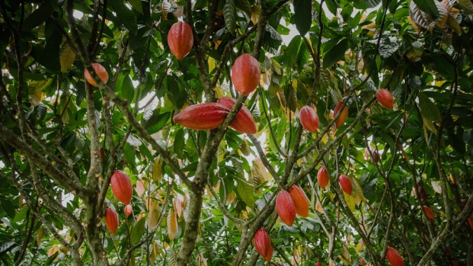 Região do Xingu recebe pela primeira vez o maior evento de cacau e chocolate da América Latina