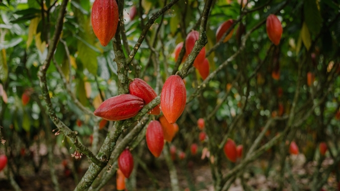 Superávit global de cacau é revisado para 247 mil t em 2025/26, com El Niño pressionando o próximo ciclo
