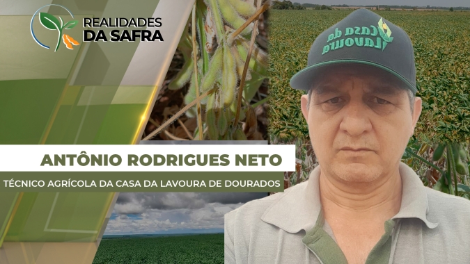 Primeiras lavouras de milho sofreram com seca em Laguna Carapã/MS, mas volta das chuvas devem garantir safra positiva