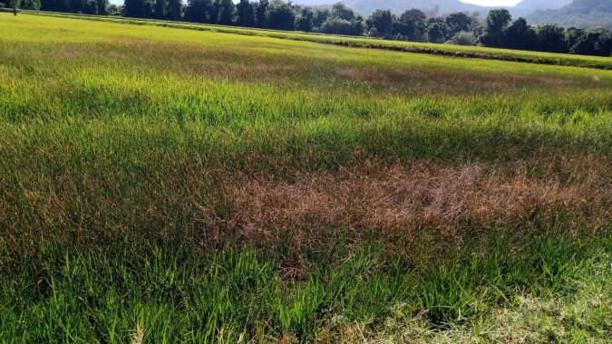 Estiagem no Rio Grande do Sul está secando rios que irrigam lavouras de arroz