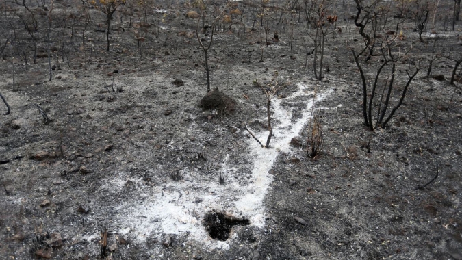Brasil apresenta na COP27 projeto que pode recuperar áreas degradadas