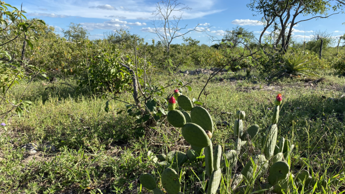 Projeto promove ações de restauração e preservação da Caatinga