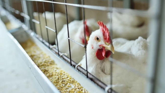 Argentina é declarada livre de Influenza Aviária H5N1 após controle de foco