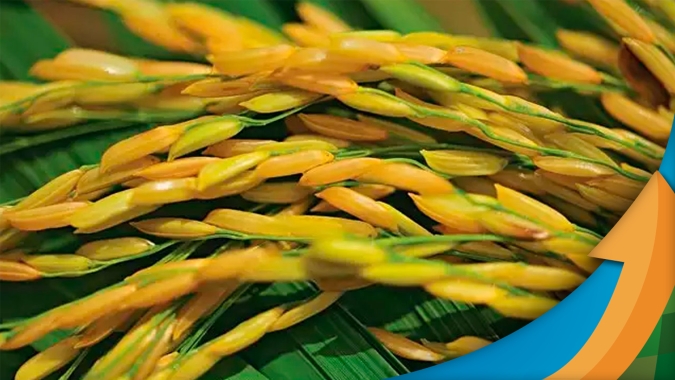 Prestes a começar plantio da safra de arroz 23/24, Federarroz recomenda manutenção da área semeada