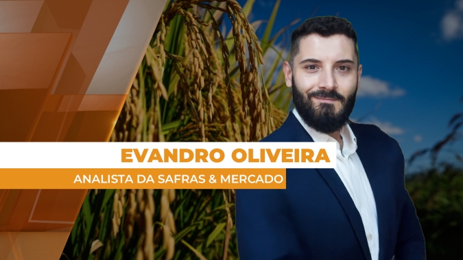 Mercado do arroz tem liquidez bastante limitada por 'queda de braço' entre compradores e vendedores