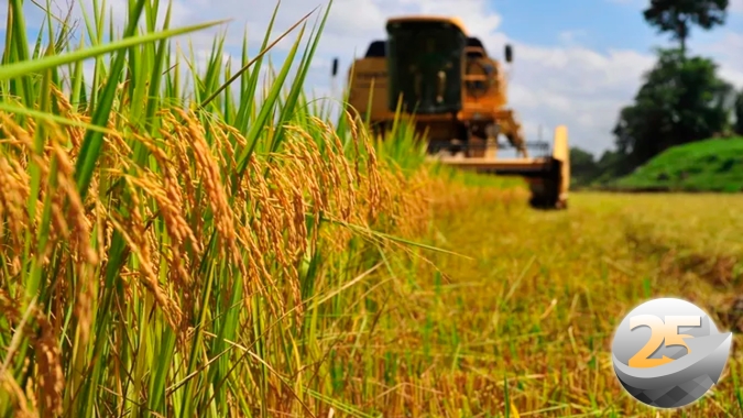 RS perdeu mais de 1 milhão de toneladas desta safra de arroz, mas Federarroz descarta risco de desabastecimento