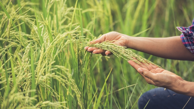 Gestão, liderança e inovação estarão em debate na 36ª Abertura da Colheita do Arroz