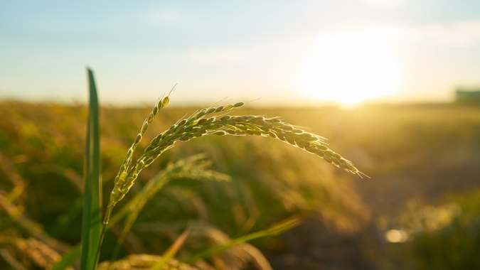 Planície Costeira Externa é a primeira região a finalizar semeadura de arroz no Rio Grande do Sul