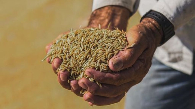 Arroz anã pode ser incluído como Indicação Geográfica no Brasil