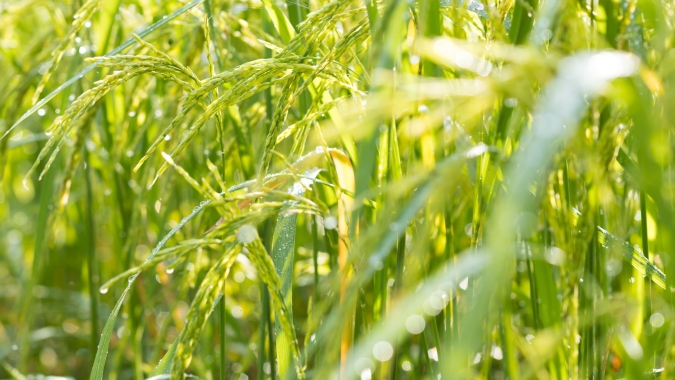 Eficiência no controle de plantas daninhas no arroz passa pela escolha correta dos herbicidas