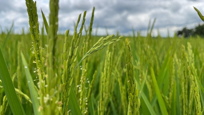 Zarc aponta 80% de chance de sucesso para plantio de arroz irrigado em grande parte do Tocantins