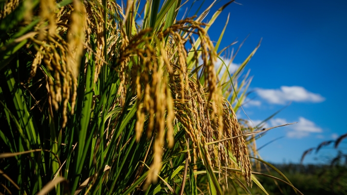 Arroz/Cepea: Média cai pela 11ª semana consecutiva