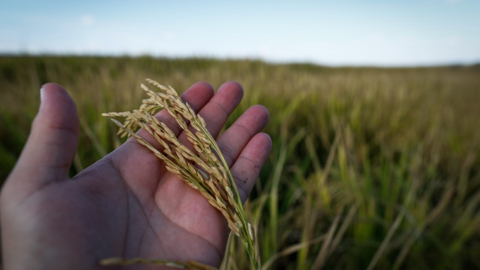 Lavoura de arroz ainda tem pequeno percentual a ser semeado no Rio Grande do Sul