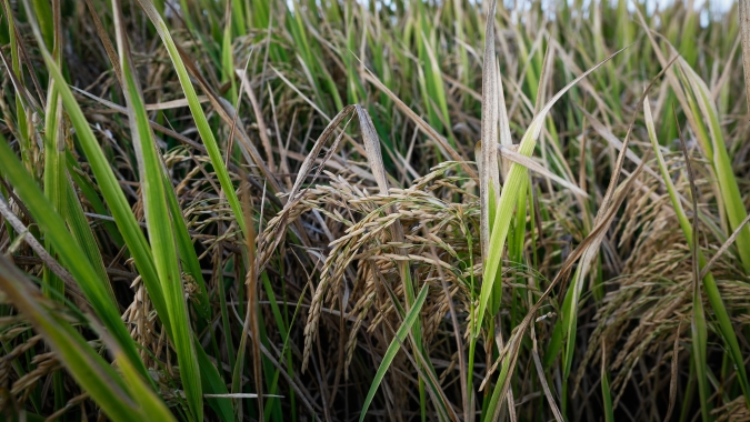 Com clima favorável na lavoura, colheita da safra de arroz está adiantada em SC