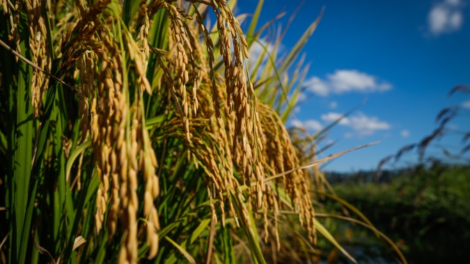 Federarroz: Abertura da Colheita do Arroz entregará ferramentas para produtor se manter na atividade