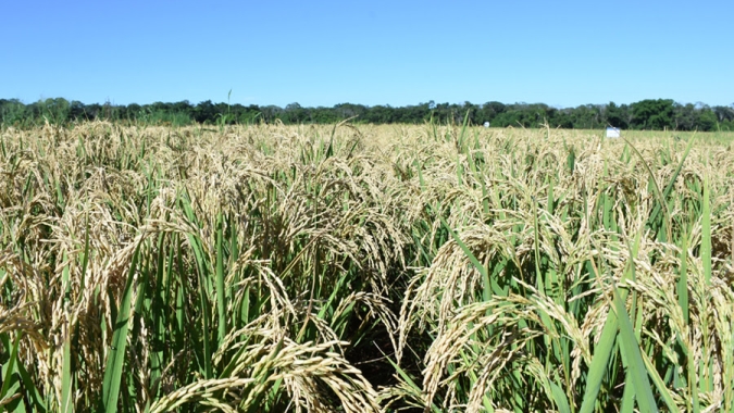 Arroz de terras altas é usado para diversificar produção de grãos no Cerrado