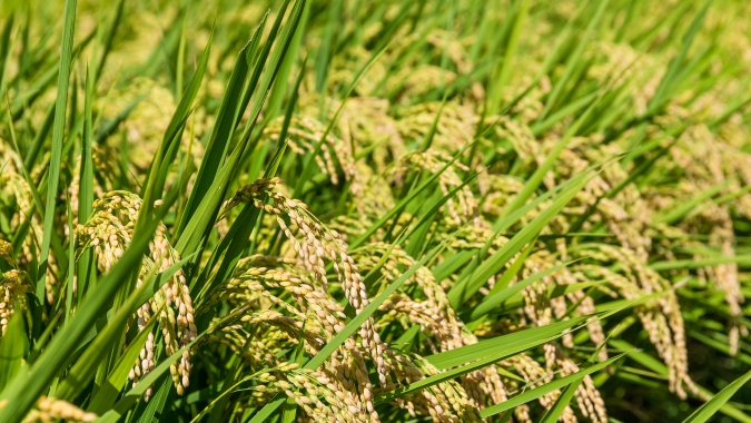 Arroz, trigo e abóbora serão os próximos alimentos a serem biofortificados com micronutrientes pela Embrapa