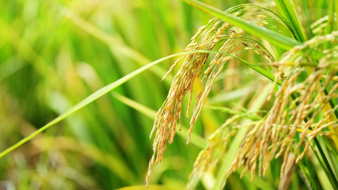 Arroz/Cepea: Preços continuam em forte alta