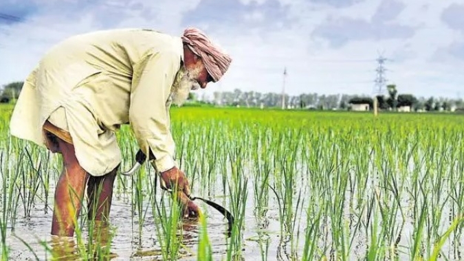 Silos da Índia transbordam com estoques recordes de arroz e maior oferta de trigo