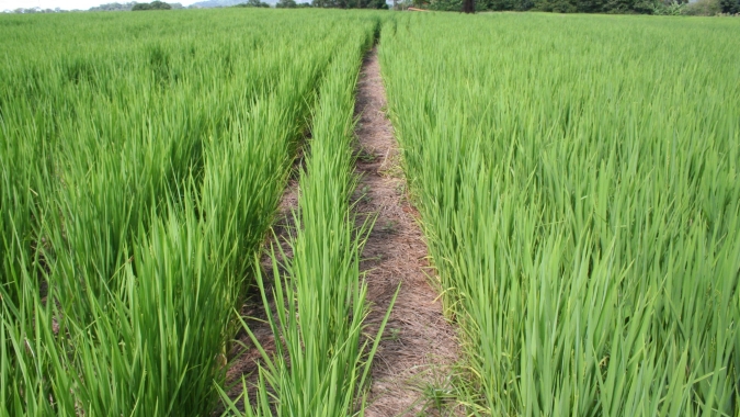 Arroz começa a ser semeado no Rio Grande do Sul