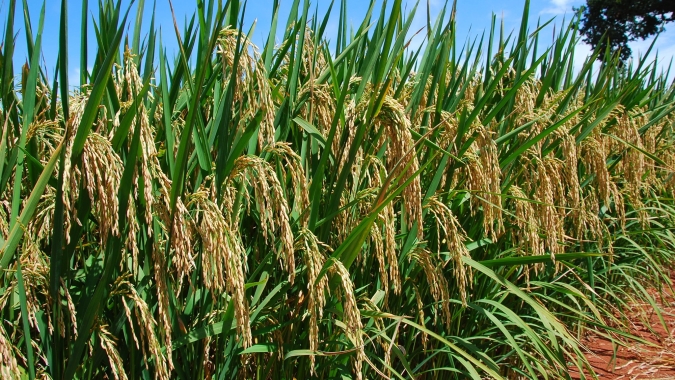 Arroz/Cepea: Indicador segue em queda, mas variações são menos intensas