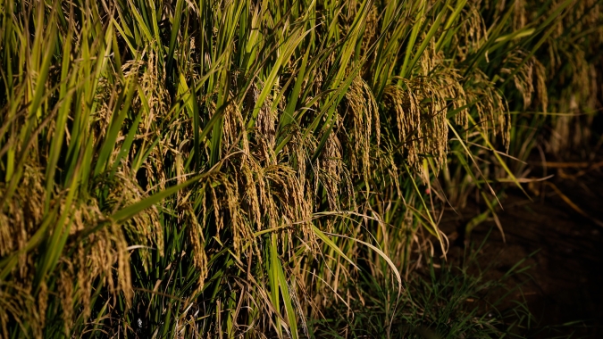 Boa produção e reabertura de exportações asiáticas tendem a favorecer oferta de arroz no mercado mundial