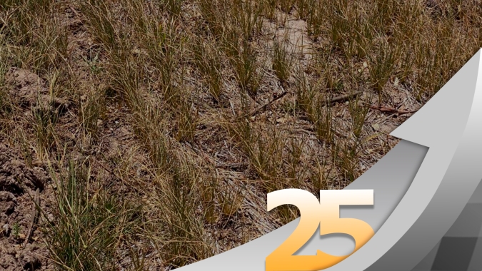 Alegrete/RS já perdeu 10% do arroz pela falta de irrigação e pode ter quebra ainda maior por deficiência no enchimento dos grãos