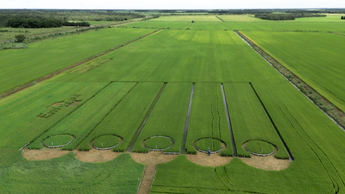 Embrapa apresenta portfólio de arroz para os Estados do Maranhão e Tocantins