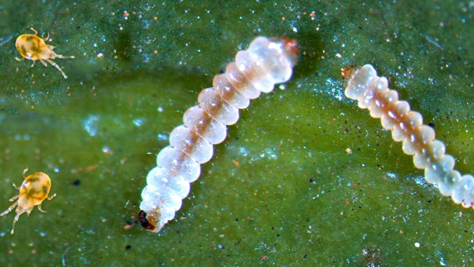 Embrapa Café lança o curso “Manejo Integrados de Pragas e Nematoides na Cafeicultura”