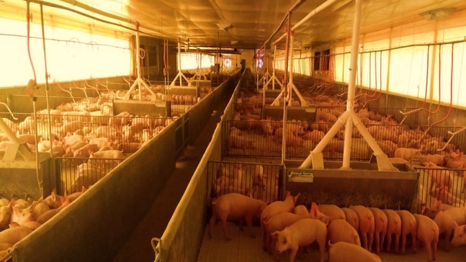 Cuidados com a ambiência e atenção ao manejo alimentar são ferramentas essenciais para o bom desempenho zootécnico no período de desmame dos suínos