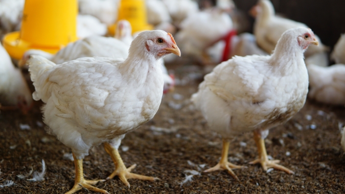 Estabilidade no mercado do frango marca esta quinta-feira (29)