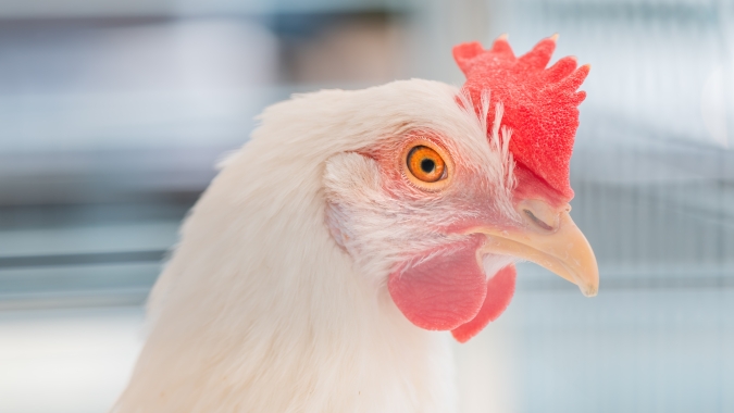 Frango/Cepea: Preços se recuperam em agosto