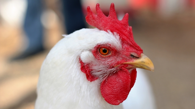 Frango/Cepea: Poder de compra do avicultor paulista volta a subir