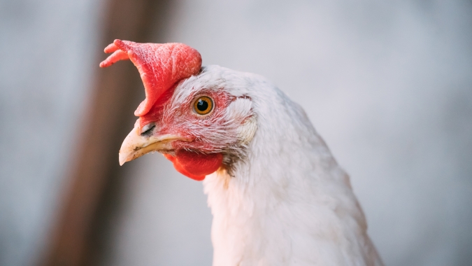 Frango/Cepea: Preço cai pelo 3º mês seguido e opera no patamar de gripe aviária