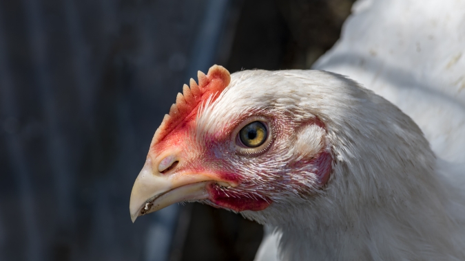 Frango: Mercado segue firme, apesar da estabilidade nos preços na granja paulista