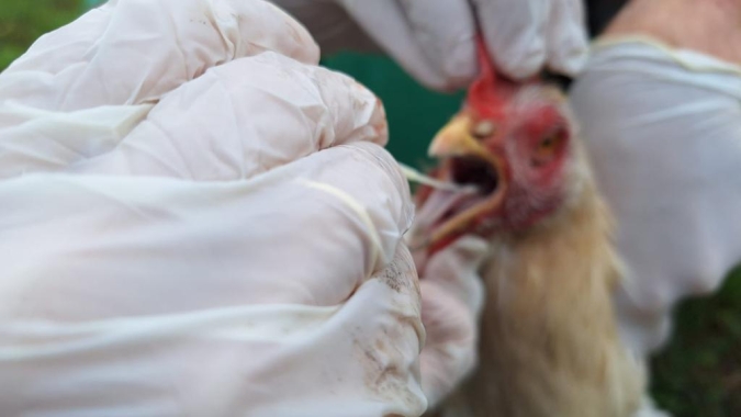 Agrodefesa informa que está investigando caso suspeito de gripe aviária em Goiás