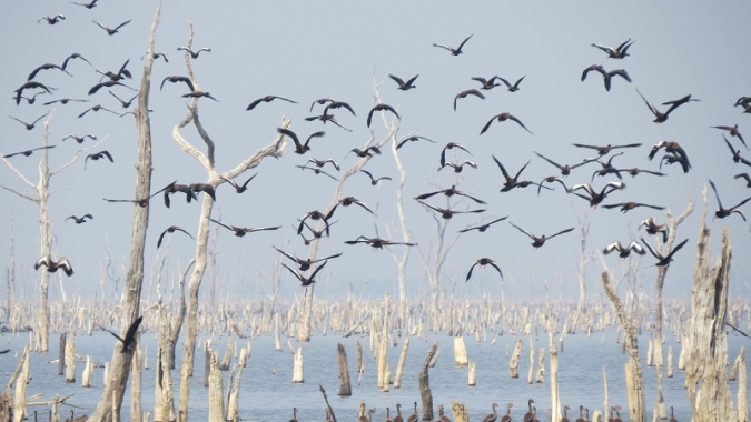 Governo do Tocantins realiza mapeamento de aves migratórias na Ilha do Bananal para prevenção à Influenza aviária