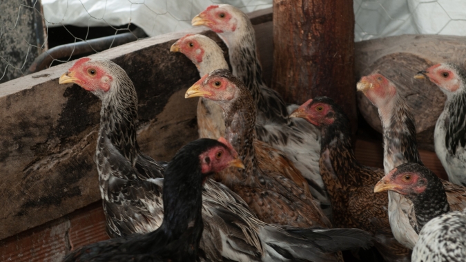 Goiás: Agrodefesa alerta a população sobre sinais de gripe aviária em aves domésticas e selvagens