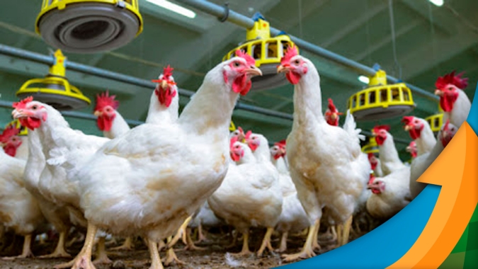 Mercado de frango no Brasil não consegue evoluir nos preços devido ao excesso de oferta, apesar de demanda "saudável", diz analista
