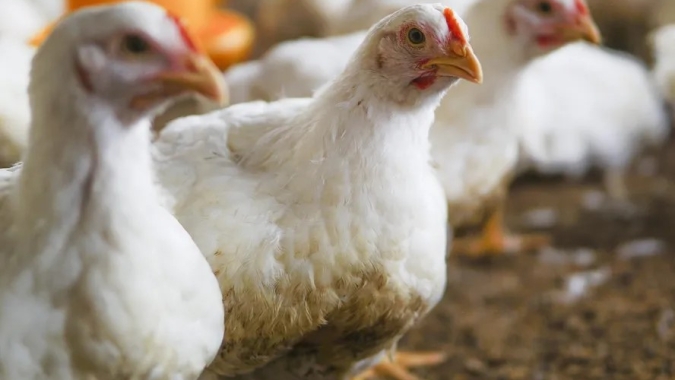 Egito lidera a produção avícola da África em 2025