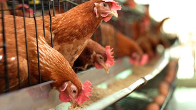 Nutrição de poedeiras: consistência da farinha de soja impacta desempenho, qualidade de ovos e custo de produção
