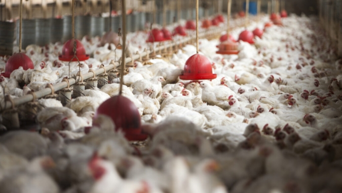 Avicultura e Bem-Estar Animal: Produtora báltica investe €30 milhões para eliminar gaiolas até 2028