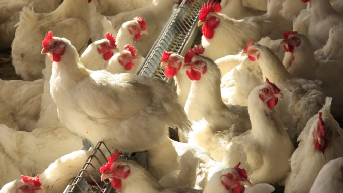 Conflito no Oriente Médio pressiona custos e pode afetar comércio global de frango