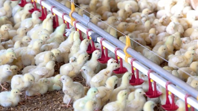 Avicultura da Nigéria enfrenta déficit estrutural apesar de produção expressiva de frango e ovos