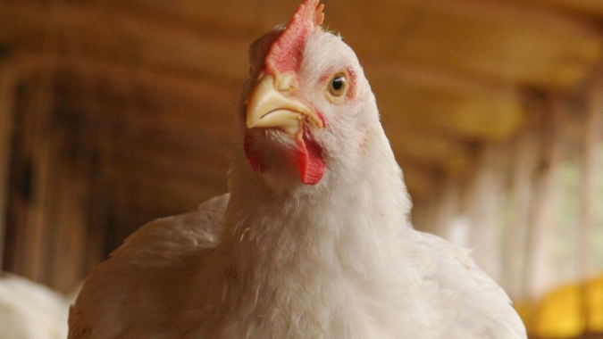 Brasil avança no mercado de frango e reforça cuidados contra influenza aviária