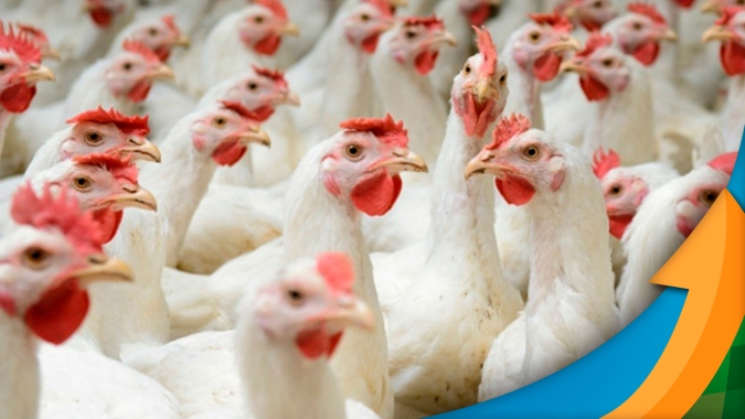 Frango: cotações mistas encerram esta segunda-feira (25)