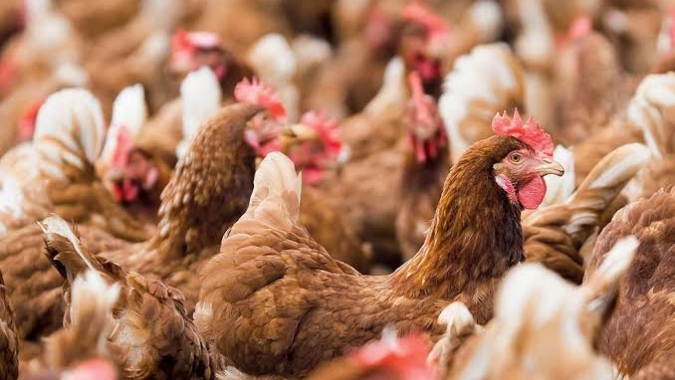 Avicultura de Goiás registra melhor resultado da série histórica no início de 2026